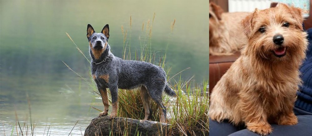 Norfolk Terrier vs Blue Healer - Breed Comparison
