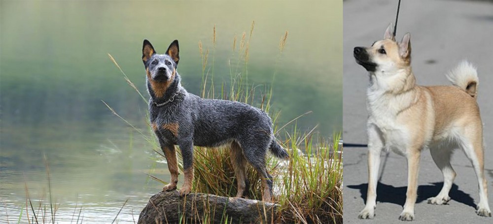 Norwegian Buhund vs Blue Healer - Breed Comparison