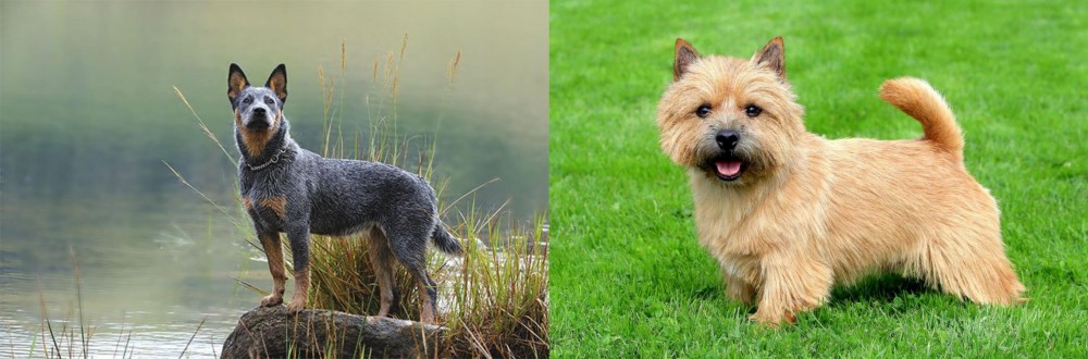 Norwich Terrier vs Blue Healer - Breed Comparison