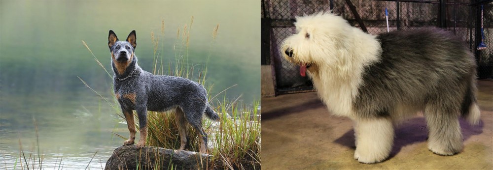 Old English Sheepdog vs Blue Healer - Breed Comparison