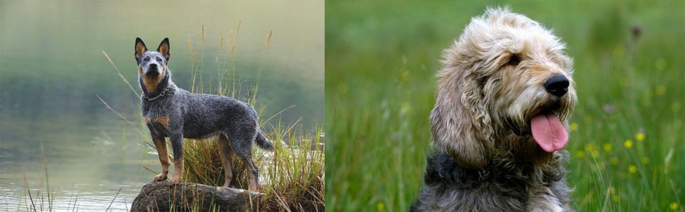 Otterhound vs Blue Healer - Breed Comparison