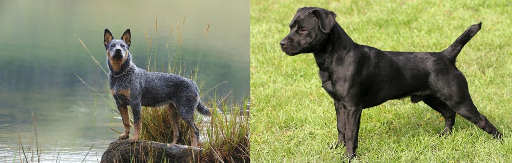 Patterdale Terrier vs Blue Healer - Breed Comparison