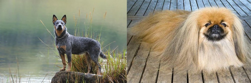 Pekingese vs Blue Healer - Breed Comparison