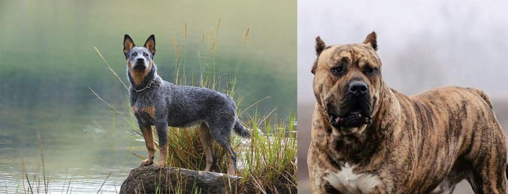 Perro de Presa Canario vs Blue Healer - Breed Comparison