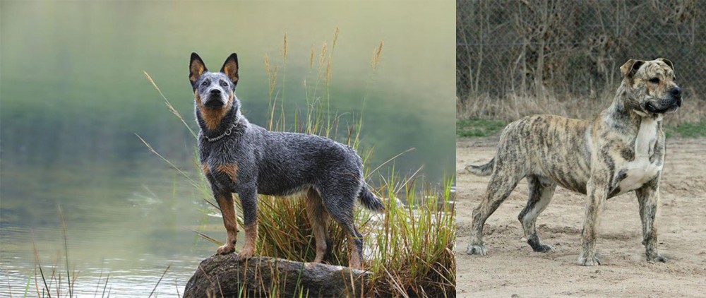 Perro de Presa Mallorquin vs Blue Healer - Breed Comparison