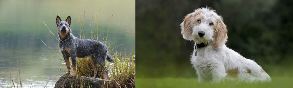 Petit Basset Griffon Vendeen vs Blue Healer - Breed Comparison