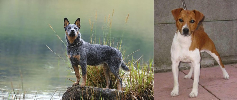 Plummer Terrier vs Blue Healer - Breed Comparison