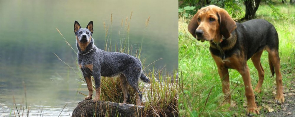 Polish Hound vs Blue Healer - Breed Comparison