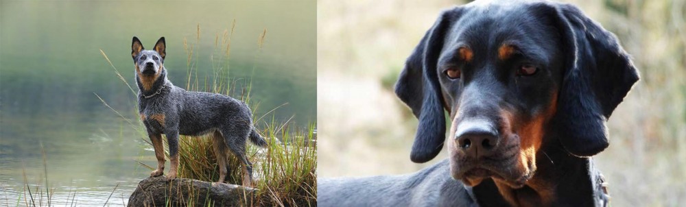 Polish Hunting Dog vs Blue Healer - Breed Comparison