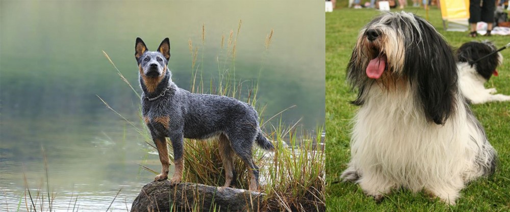 Polish Lowland Sheepdog vs Blue Healer - Breed Comparison