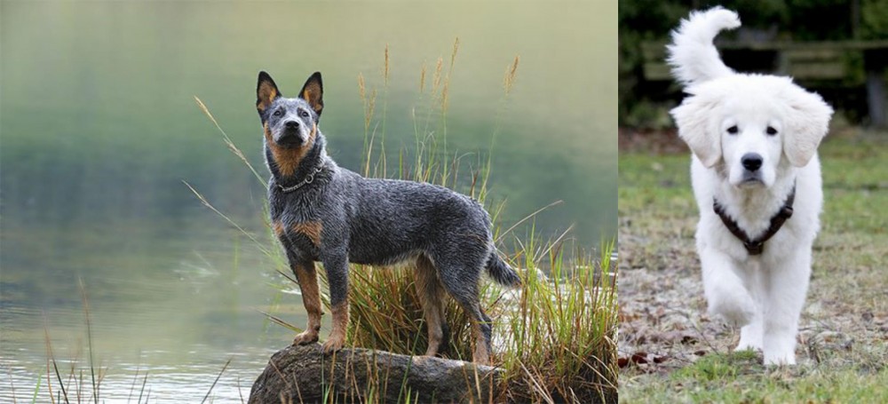 Polish Tatra Sheepdog vs Blue Healer - Breed Comparison