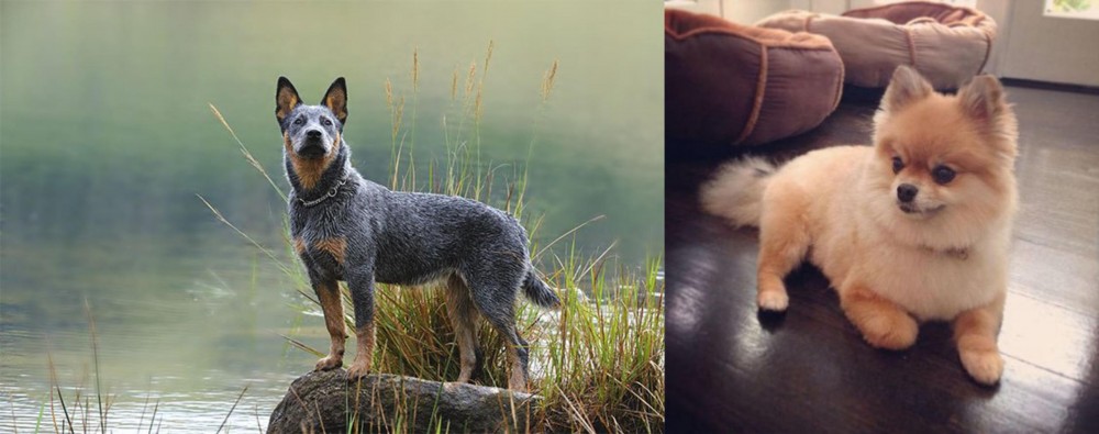 Pomeranian vs Blue Healer - Breed Comparison