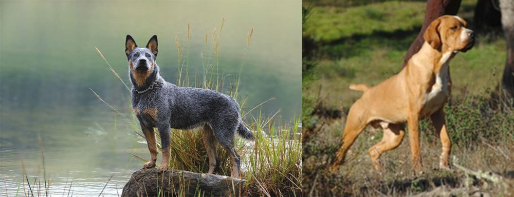 Portuguese Pointer vs Blue Healer - Breed Comparison