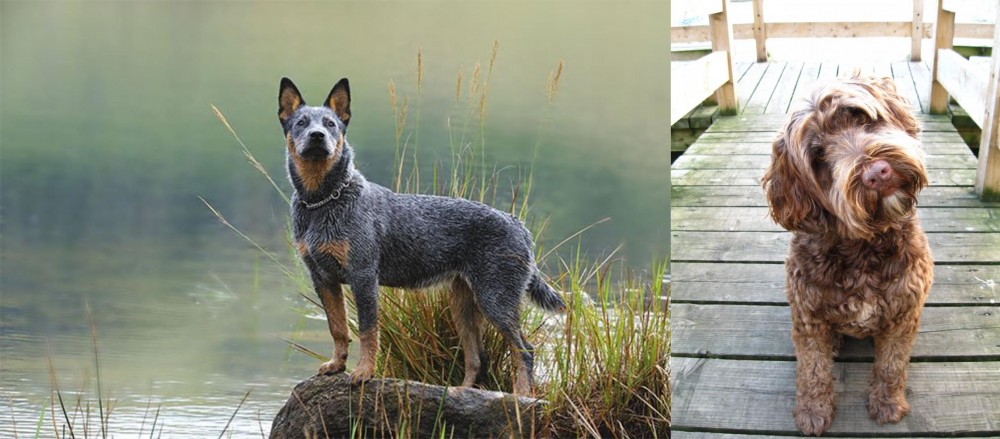 Portuguese Water Dog vs Blue Healer - Breed Comparison