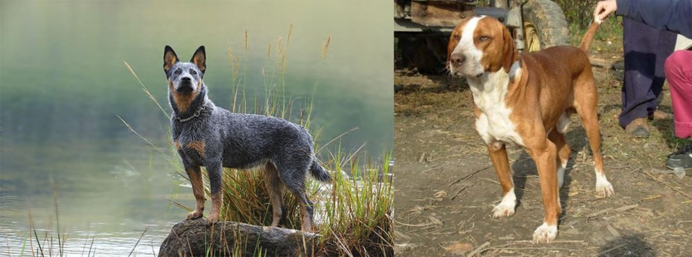 Posavac Hound vs Blue Healer - Breed Comparison
