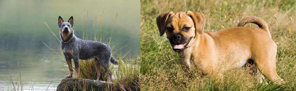 Puggle vs Blue Healer - Breed Comparison