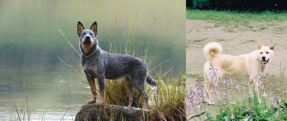 Pungsan Dog vs Blue Healer - Breed Comparison