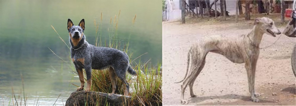 Rampur Greyhound vs Blue Healer - Breed Comparison