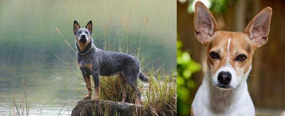 Rat Terrier vs Blue Healer - Breed Comparison