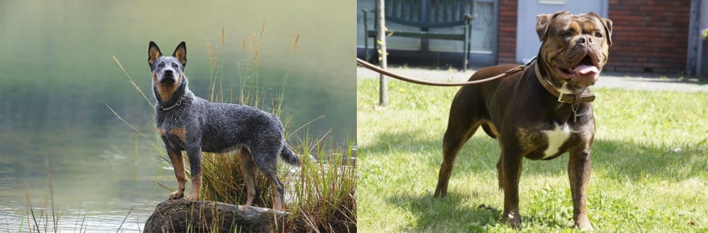 Renascence Bulldogge vs Blue Healer - Breed Comparison