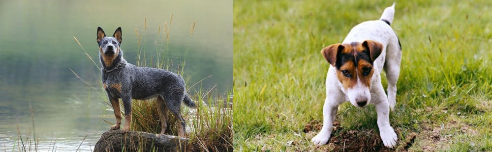 Russell Terrier vs Blue Healer - Breed Comparison
