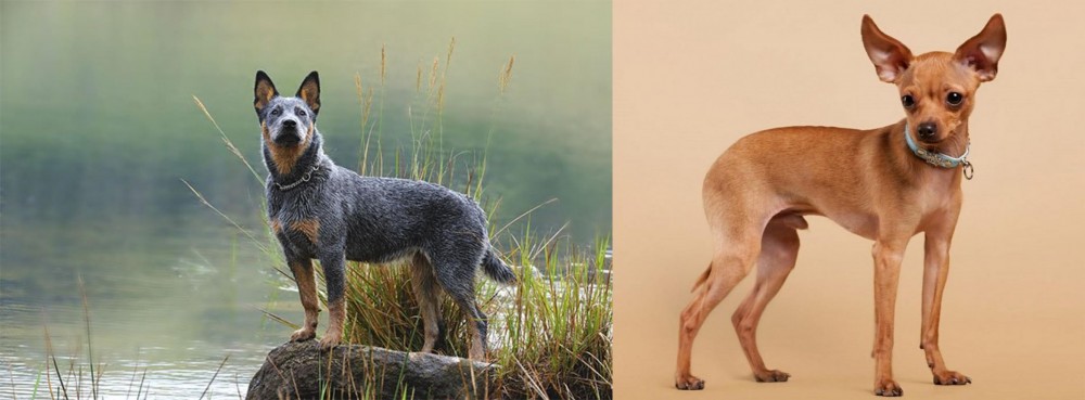Russian Toy Terrier vs Blue Healer - Breed Comparison