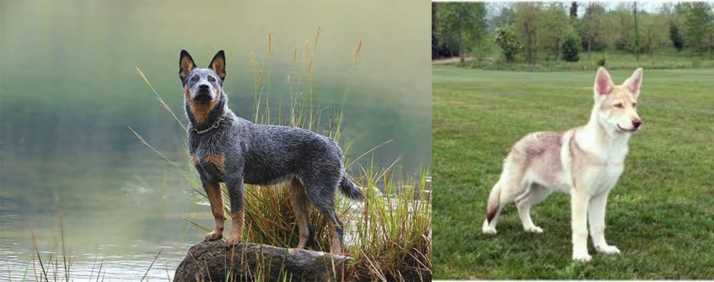 Saarlooswolfhond vs Blue Healer - Breed Comparison