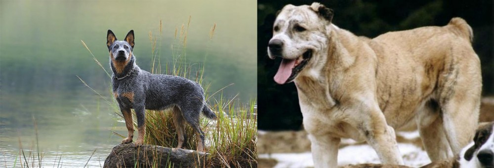 Sage Koochee vs Blue Healer - Breed Comparison