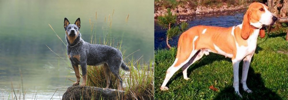 Schweizer Laufhund vs Blue Healer - Breed Comparison