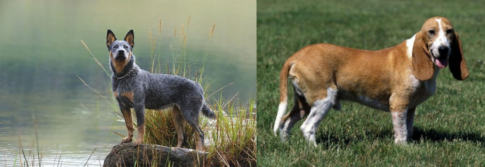 Schweizer Niederlaufhund vs Blue Healer - Breed Comparison