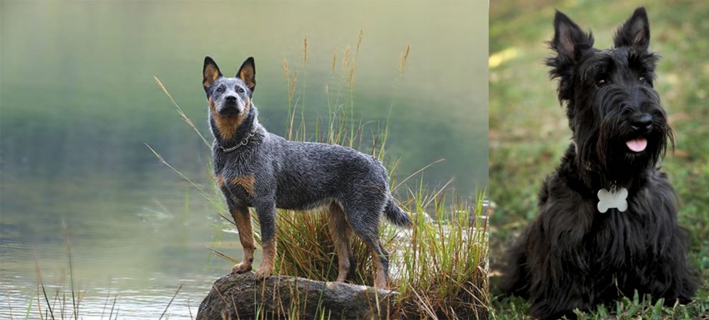 Scoland Terrier vs Blue Healer - Breed Comparison
