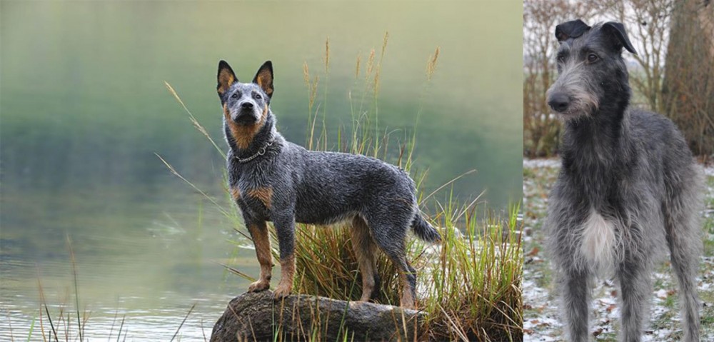 Scottish Deerhound vs Blue Healer - Breed Comparison