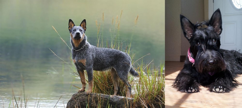Scottish Terrier vs Blue Healer - Breed Comparison
