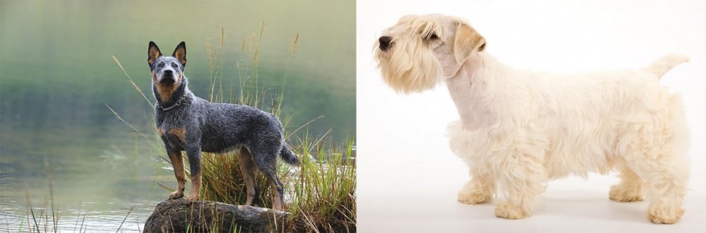 Sealyham Terrier vs Blue Healer - Breed Comparison