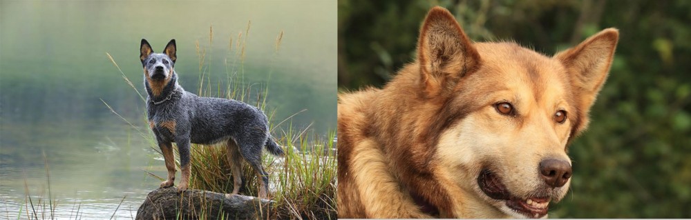 Seppala Siberian Sleddog vs Blue Healer - Breed Comparison