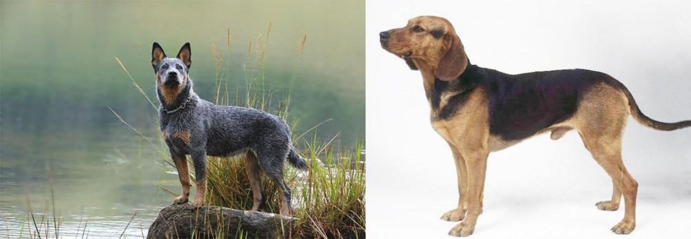 Serbian Hound vs Blue Healer - Breed Comparison