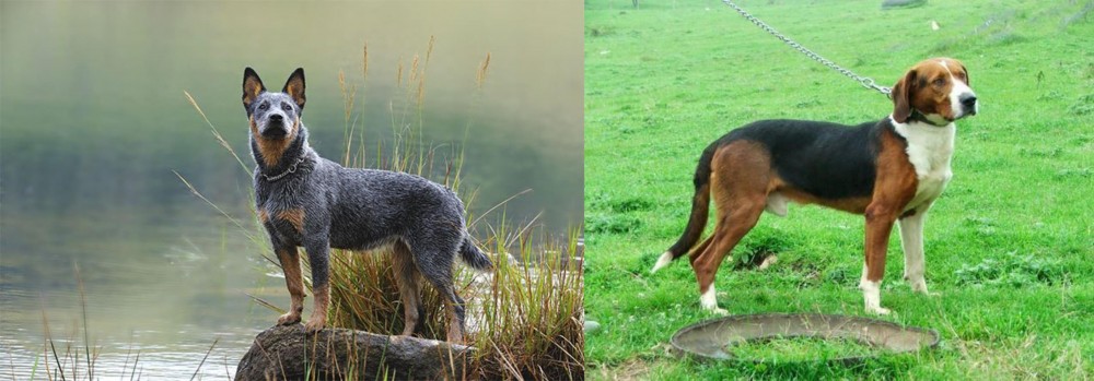 Serbian Tricolour Hound vs Blue Healer - Breed Comparison
