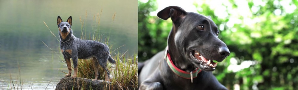 Shepard Labrador vs Blue Healer - Breed Comparison
