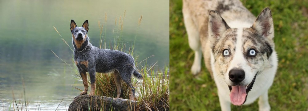 Shepherd Husky vs Blue Healer - Breed Comparison