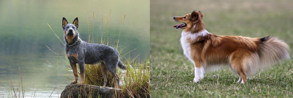 Shetland Sheepdog vs Blue Healer - Breed Comparison