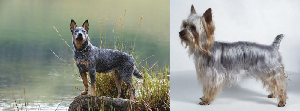 Silky Terrier vs Blue Healer - Breed Comparison