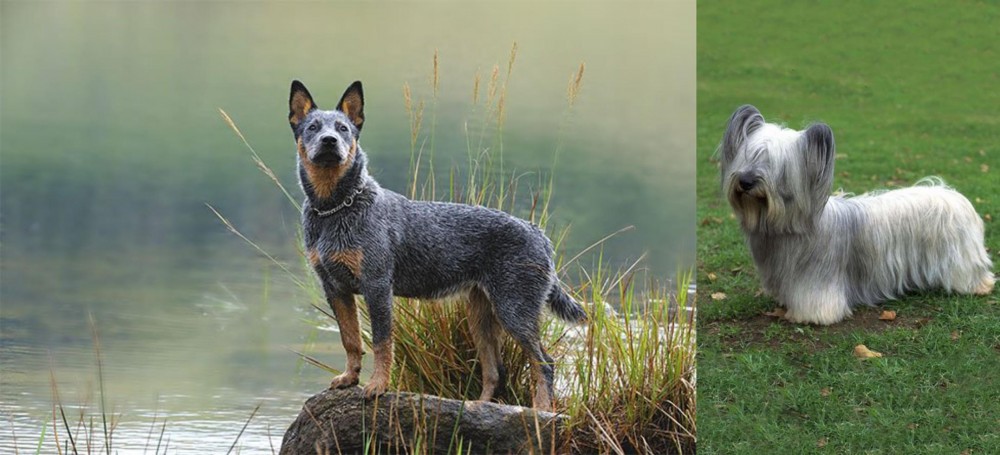 Skye Terrier vs Blue Healer - Breed Comparison