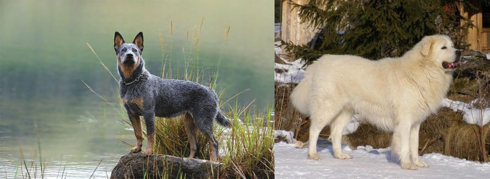 Slovak Cuvac vs Blue Healer - Breed Comparison