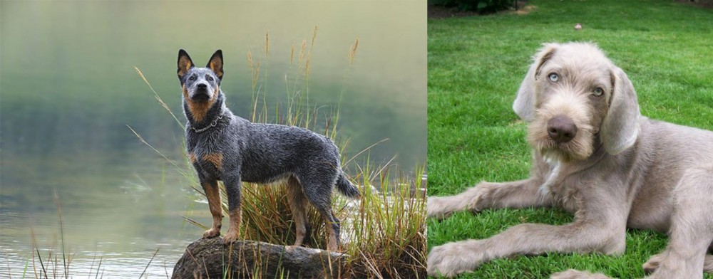 Slovakian Rough Haired Pointer vs Blue Healer - Breed Comparison