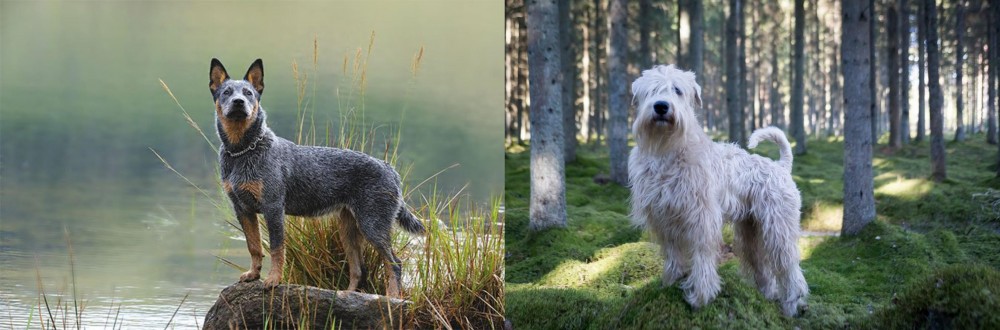 Soft-Coated Wheaten Terrier vs Blue Healer - Breed Comparison