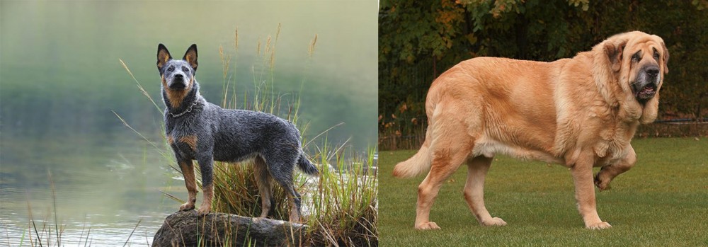 Spanish Mastiff vs Blue Healer - Breed Comparison