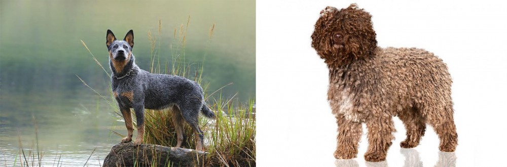 Spanish Water Dog vs Blue Healer - Breed Comparison