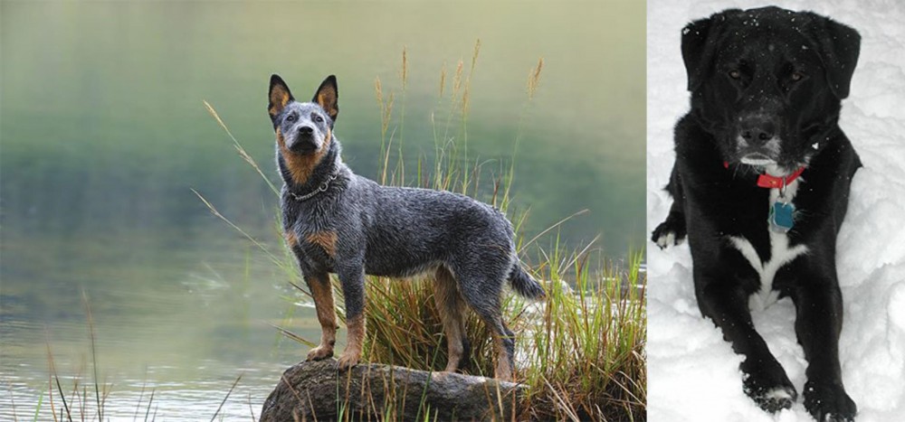St. John's Water Dog vs Blue Healer - Breed Comparison