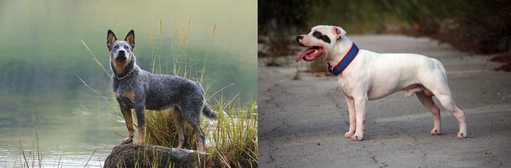 Staffordshire Bull Terrier vs Blue Healer - Breed Comparison