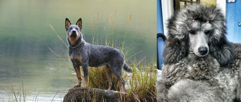 Standard Poodle vs Blue Healer - Breed Comparison